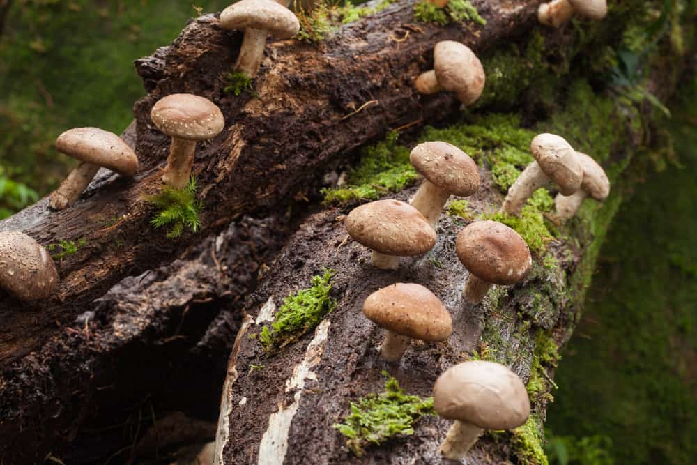 Shiitake Mushrooms - Discover this fungi - Holistic Chef Academy