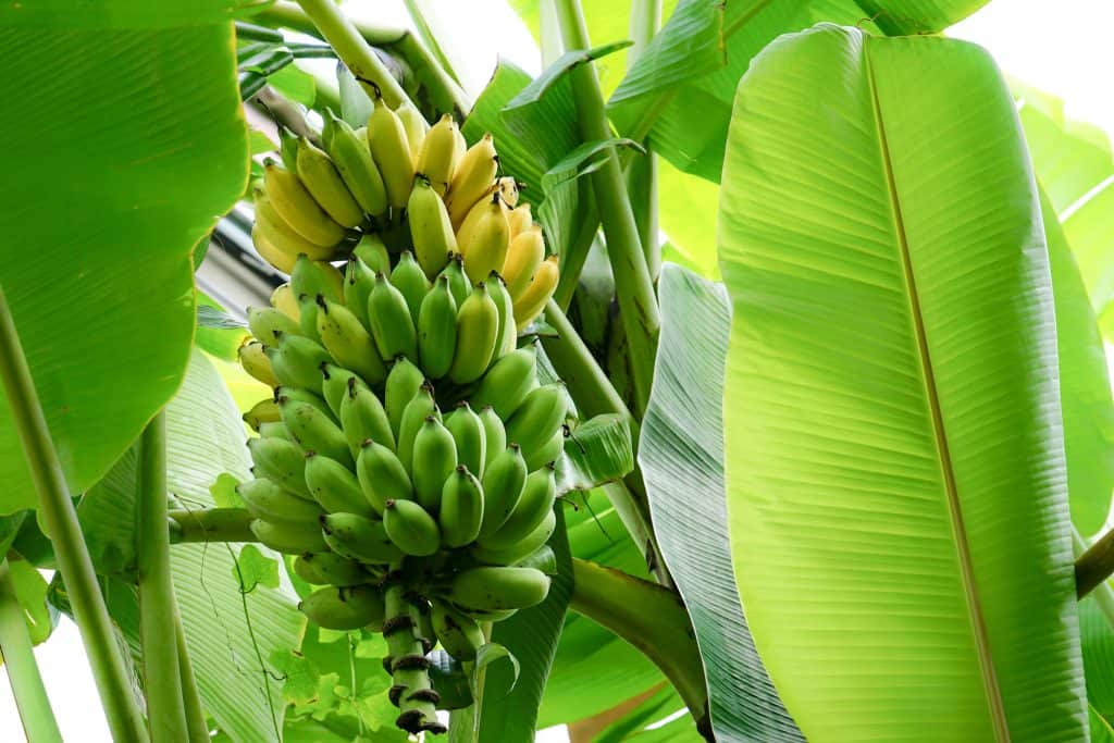 bananas growing in the jungle