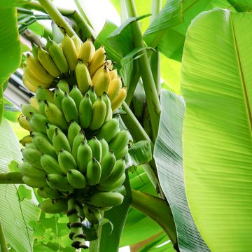 bananas growing in the jungle