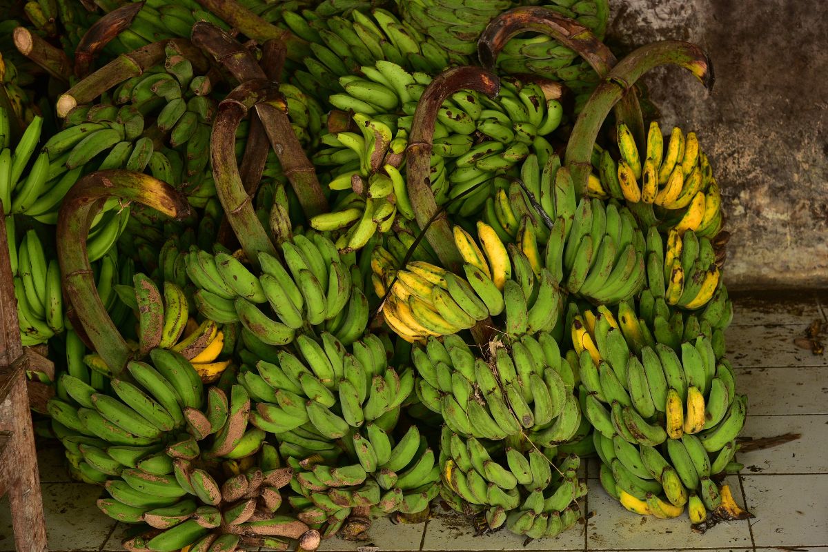 hands-of-freshly-picked-bananas