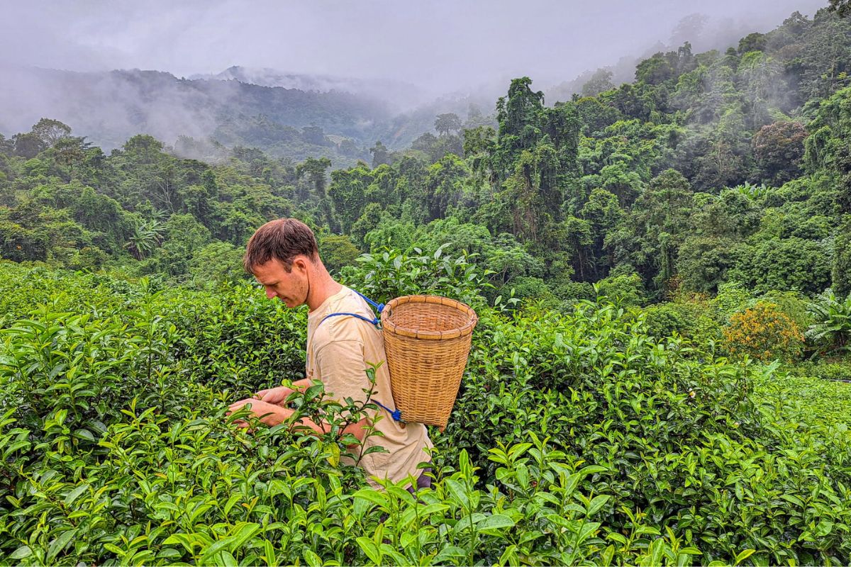 picking-tea-leaves-to-ferment