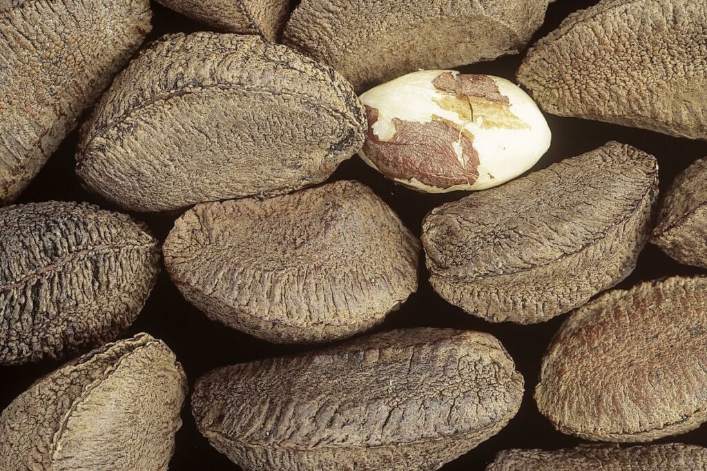 Brazil-nuts-in-shell