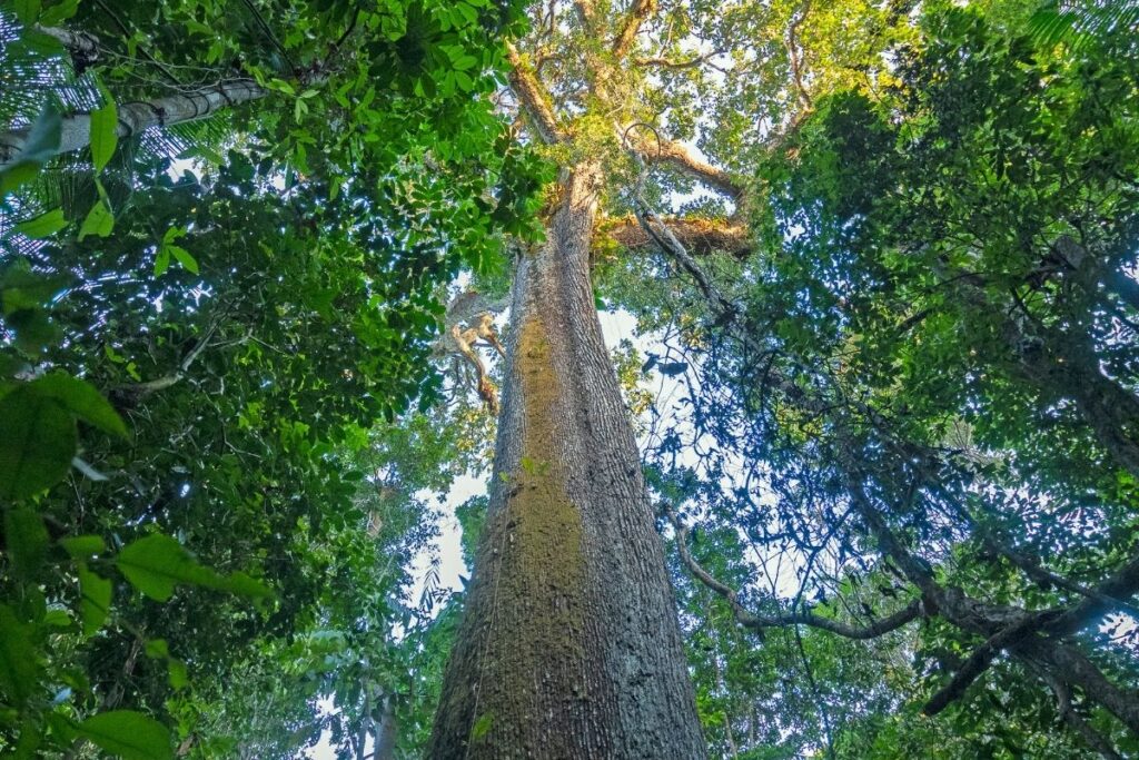 brazil-nut-tree-in-the-amazon