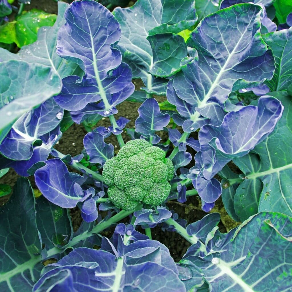 broccoli-growing