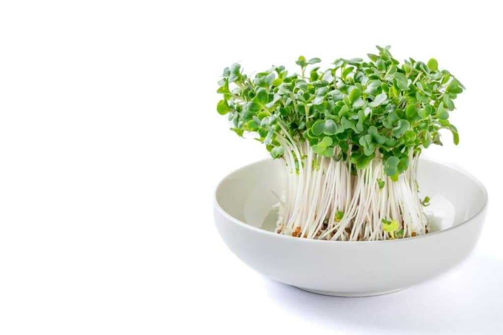broccoli-sprouts-growing