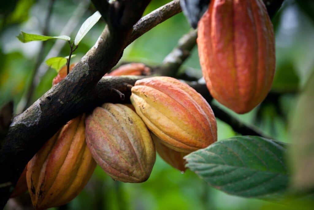 fresh-cacao-fruits-growing