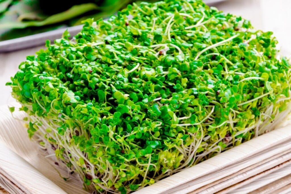 sprouted-broccoli-seeds