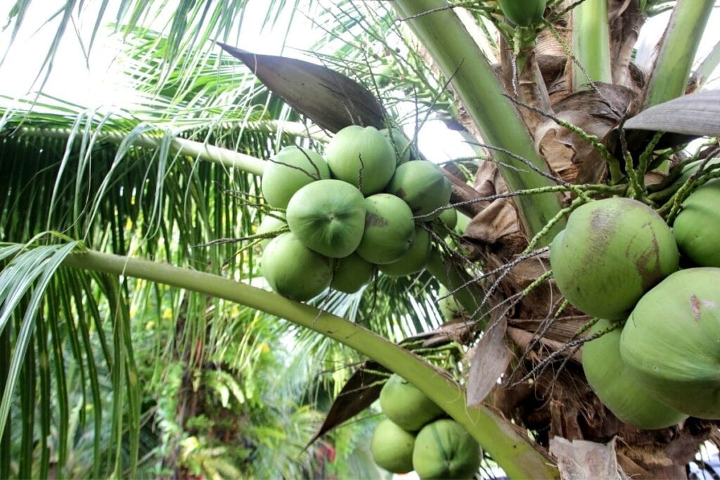 coconuts-growing-on-a-tree