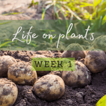 life-on-plants-week-1-potato
