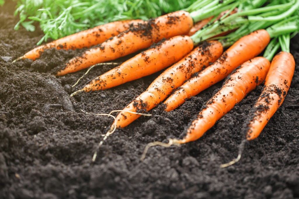 fresh-carrots-picked-from-the-earth