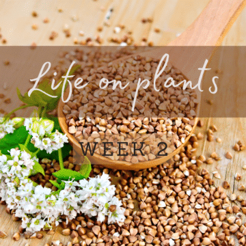 life-on-plants-week-2-buskwheat-groats
