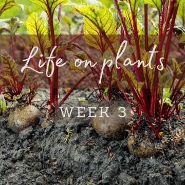 life-on-plants-beetroot-growing