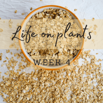 life-on-plants-oats-in-a-bowl
