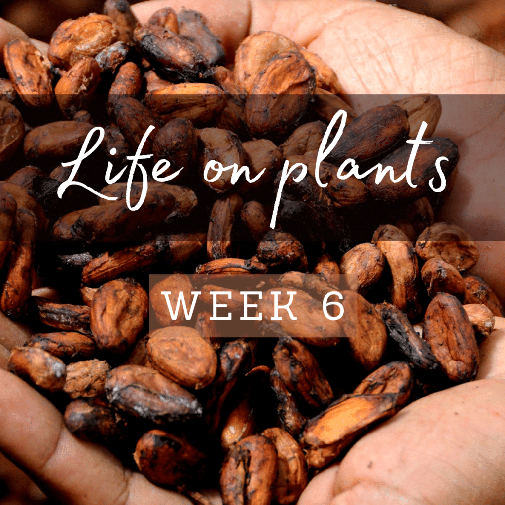life-on-plants-chocolate-beans