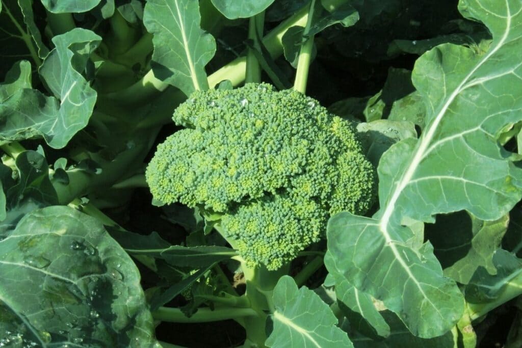 head-of-broccoli-growing