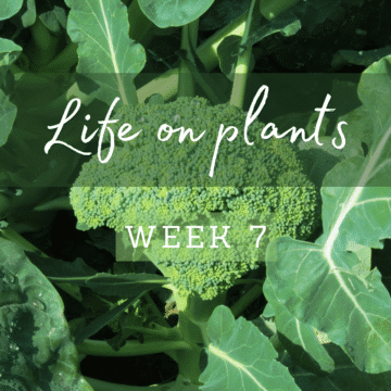 life-on-plants-broccoli