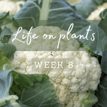 life-on-plants-cauliflower