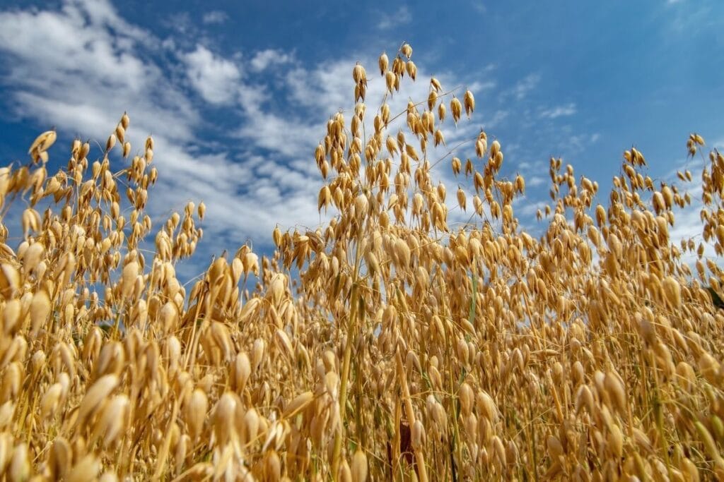 growing-oats-in-a-field