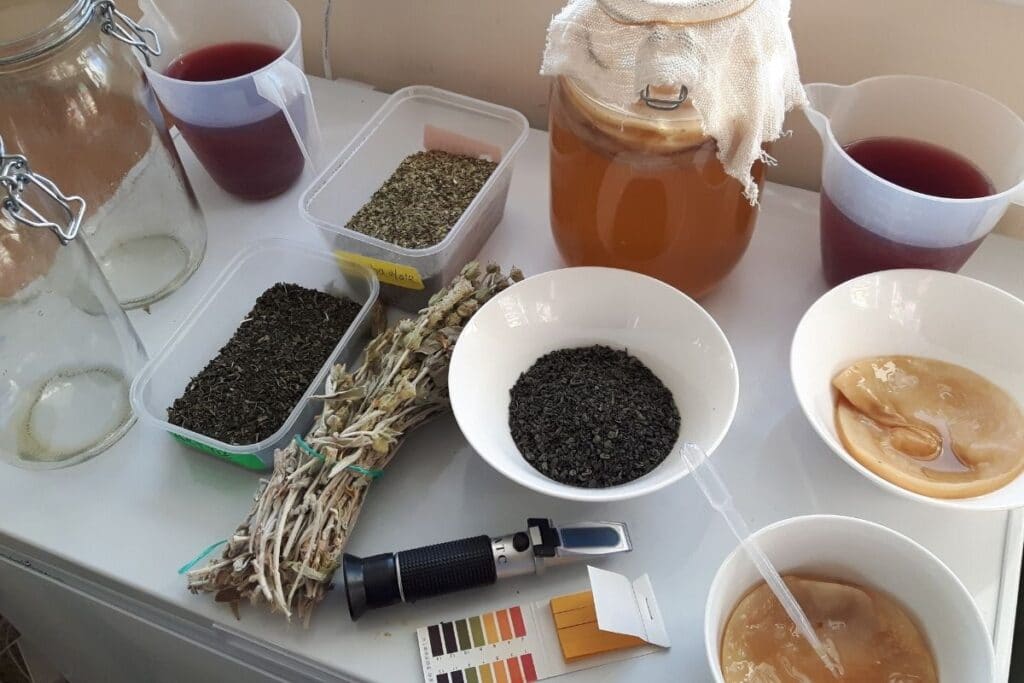 making-kombucha-tea