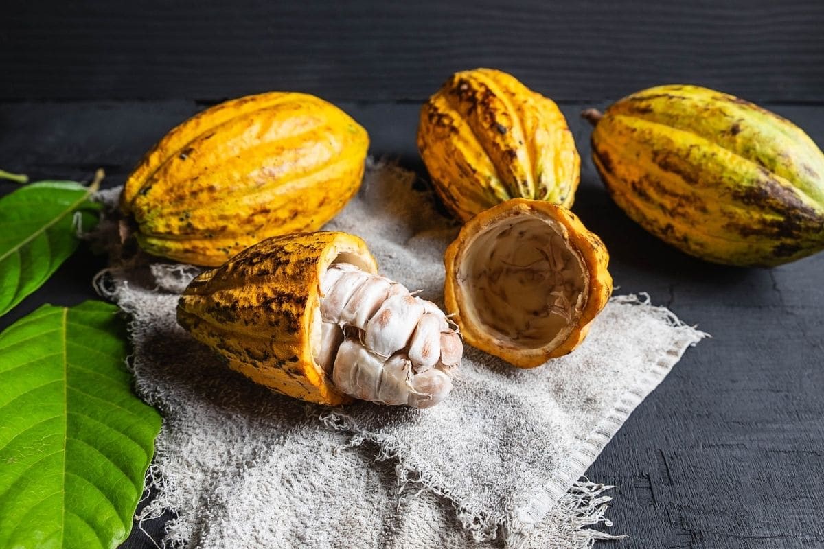 raw-cacao-beans