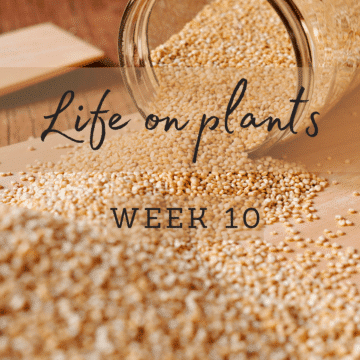 life-on-plants-week-10