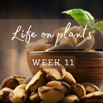 life-on-plants-week-11