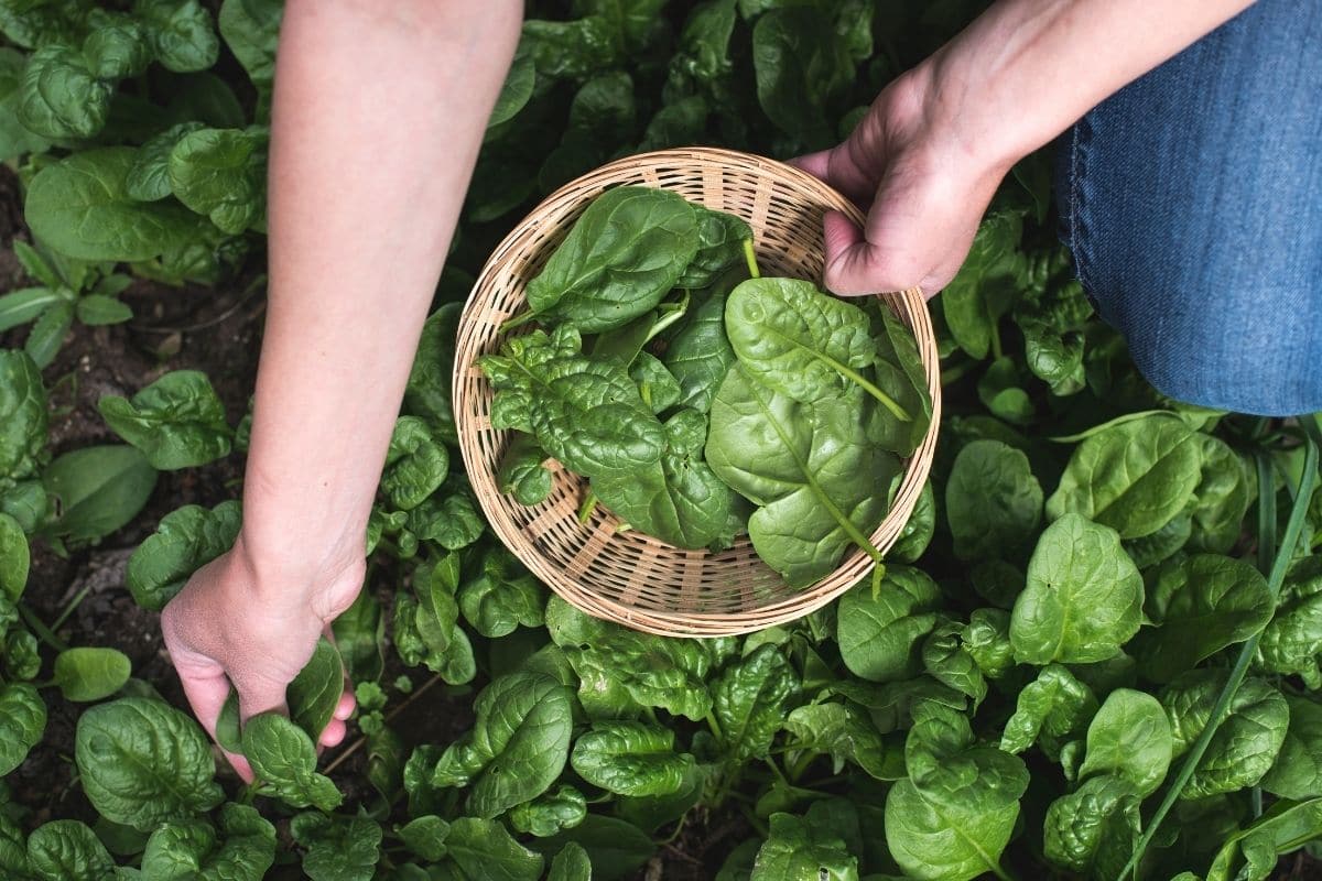 picking-fresh-spinach