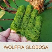 Wolffia Globosa (Duckweed) All you need to know about this miracle plant food