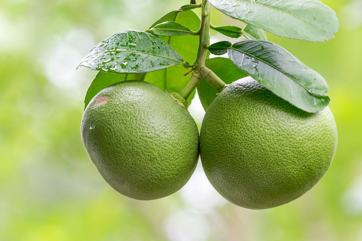 pomelos-growing-on-a-tree