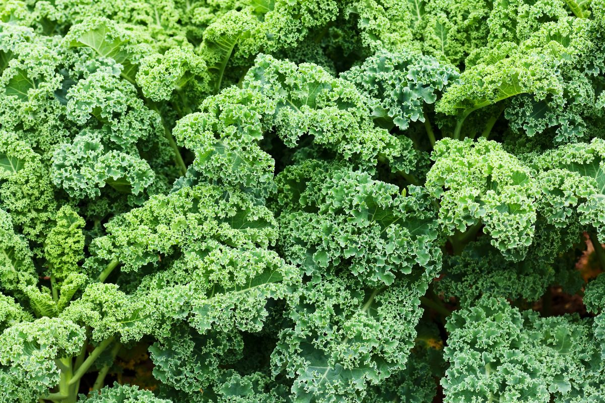 fresh-kale-for-slow-press-juicing