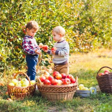 kids-picking-and-eating-apples