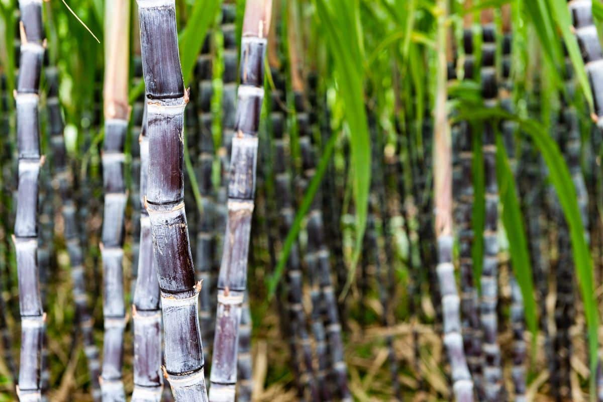 fresh-sugar-cane-growing
