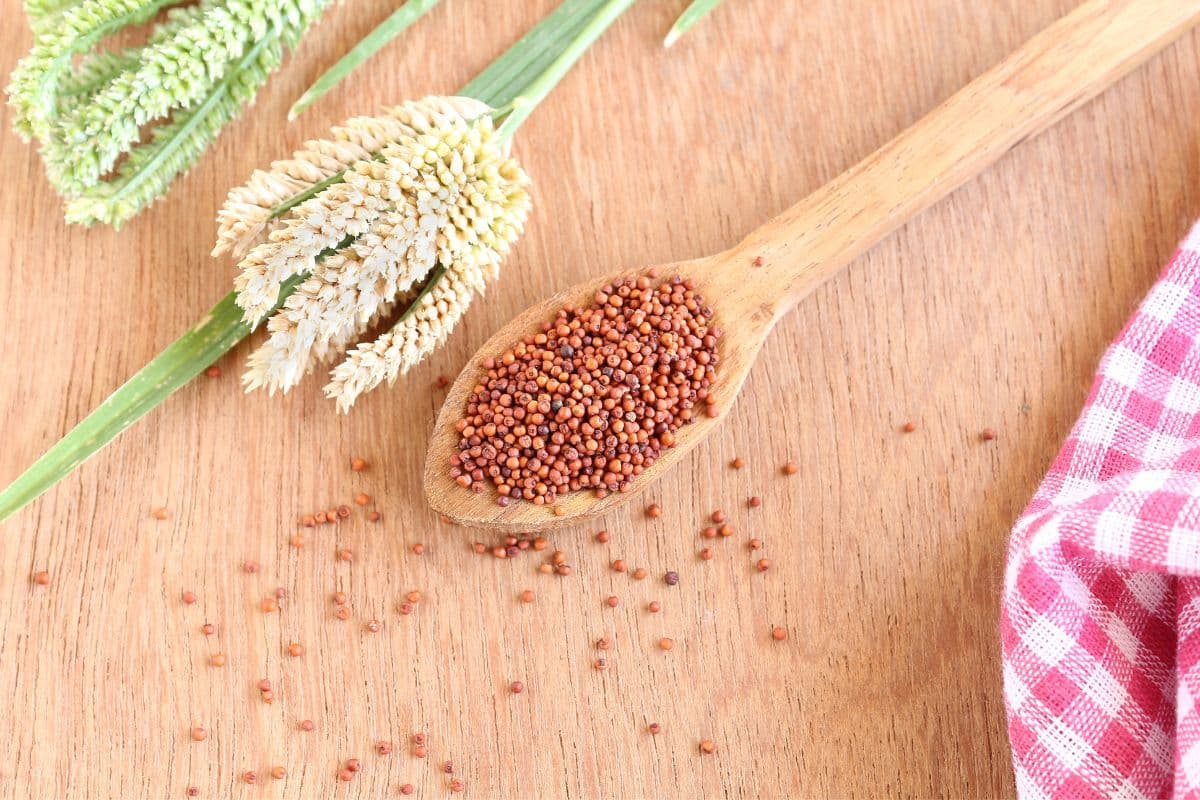 raji-millet-grain