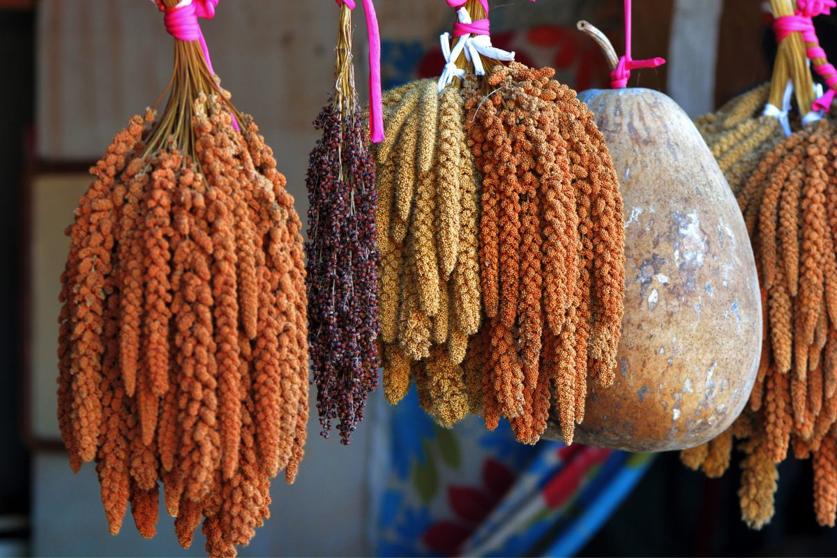 fresh-ragi-millet-drying