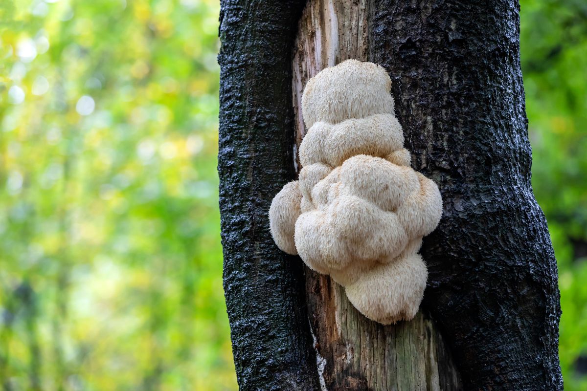 lions-mane-mushroom-growing-on-a-tree