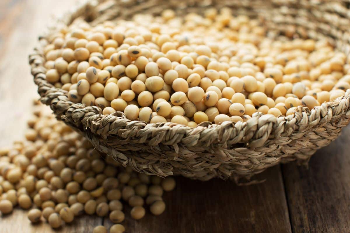 dried-soybeans