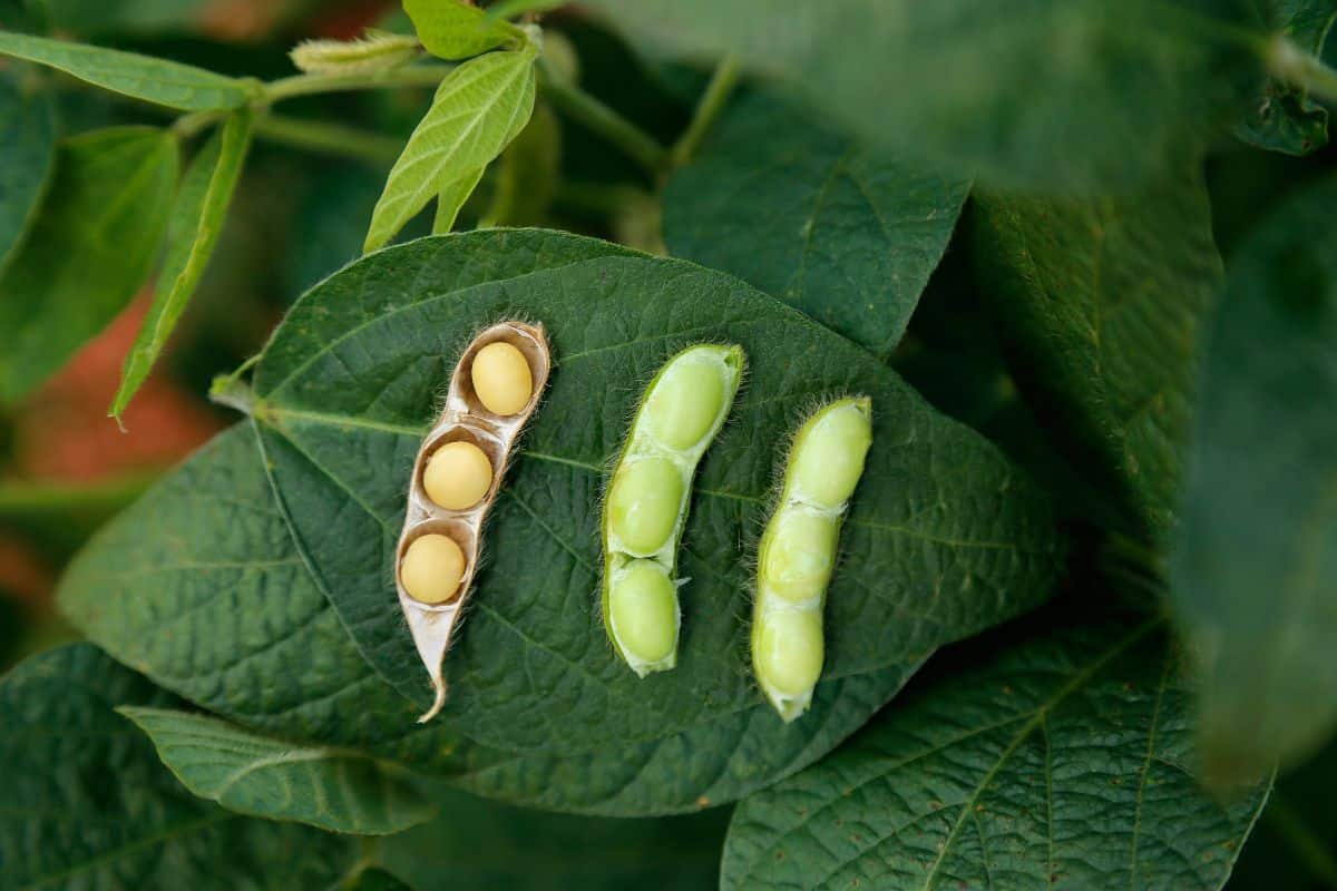soybeans-growing