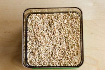 sprouted-buckwheat-groats-in-a-bowl