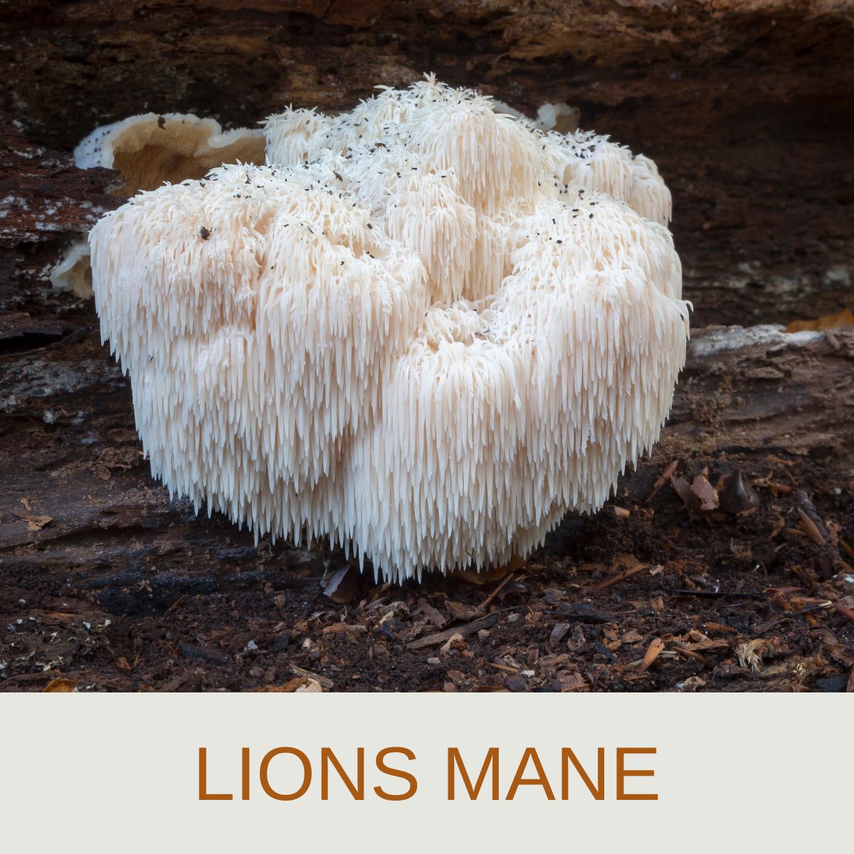 lions-mane-cover-photo