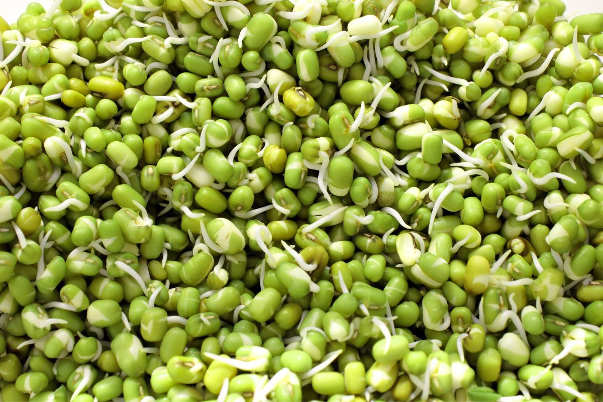 sprouted-mung-beans