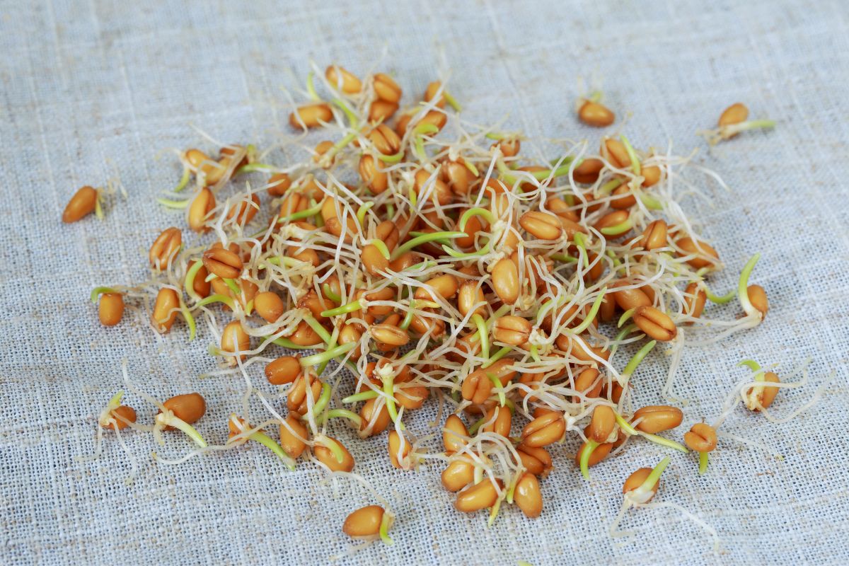 sprouted-wheat-berries