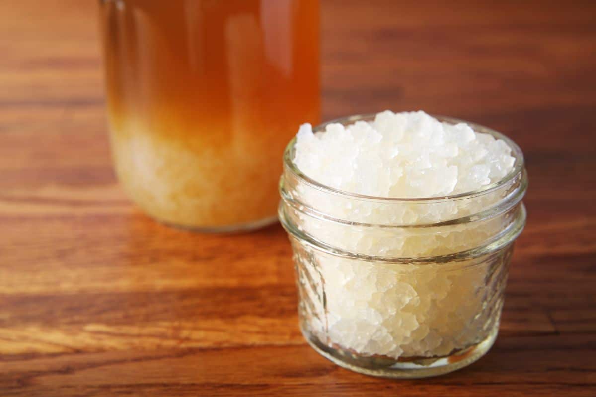 water-kefir-grains-in-a-jar