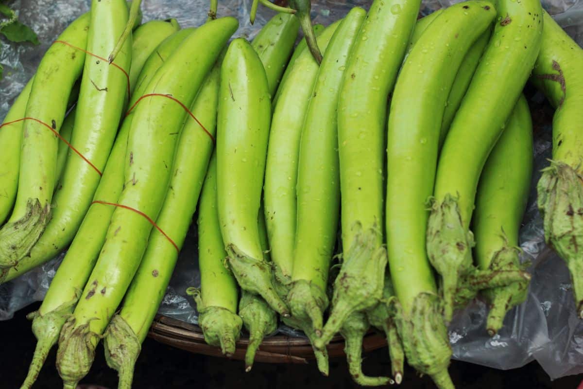 long-thai-eggplants
