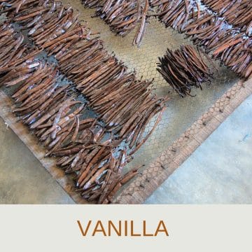 vanilla-pod-information