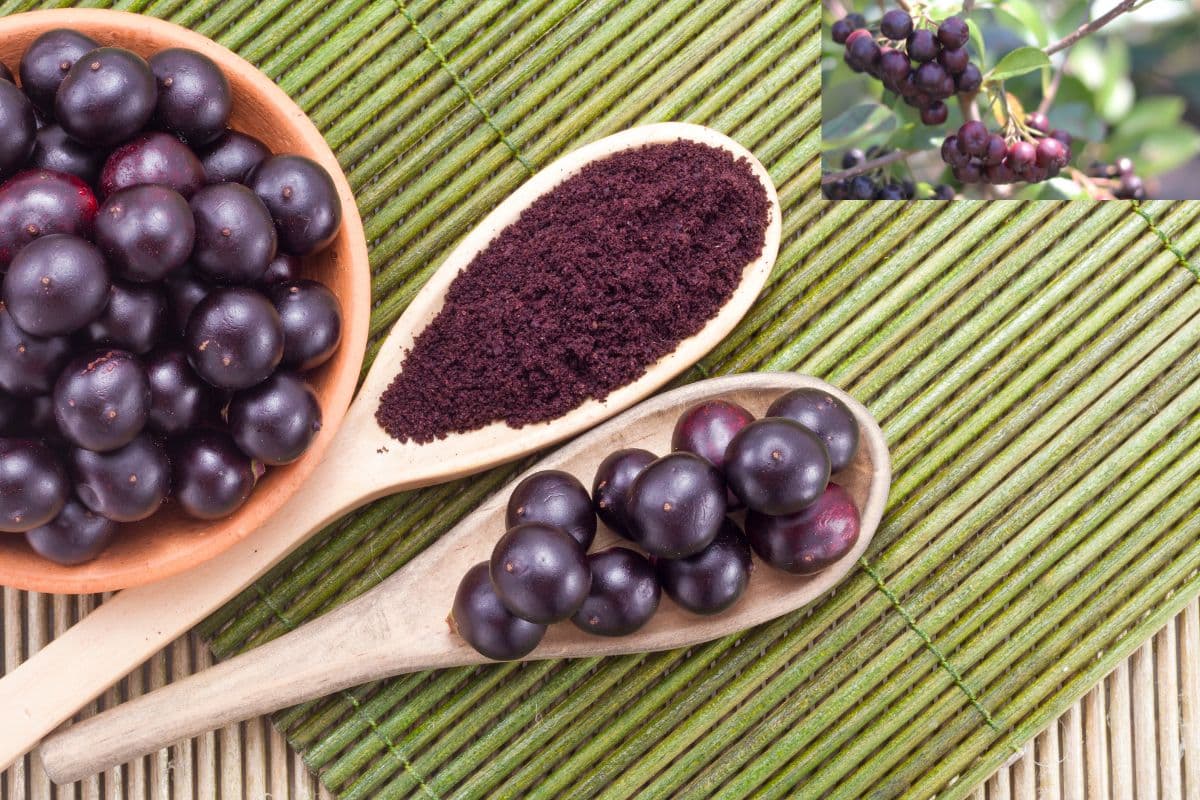 acai-berry-and powder
