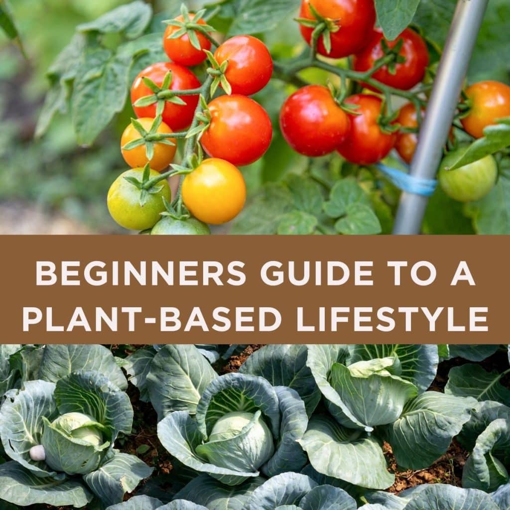 beginners-guide-to-a-life-on-plants-design-image