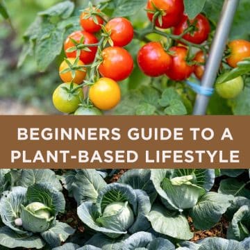 beginners-guide-to-a-life-on-plants-design-image