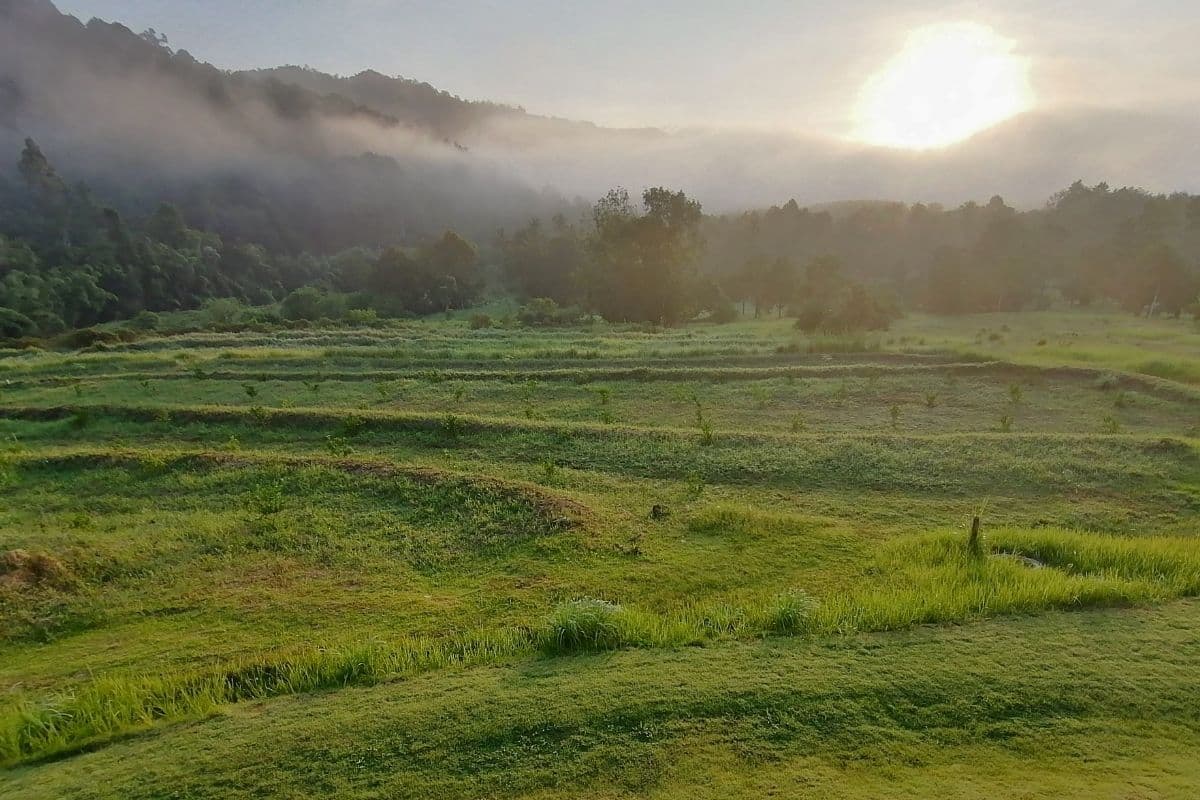thanyamundra-partner-organic-farm-in-khao-sok-national-park