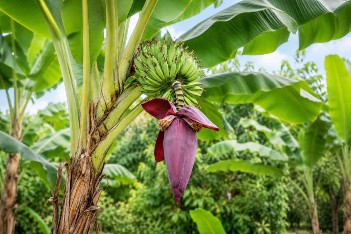 banana-blossom-growing-in-the-jungle