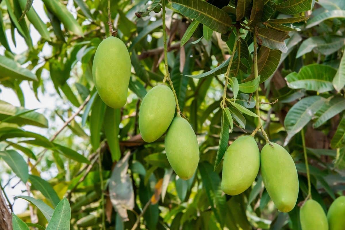 Mango growing on a tree